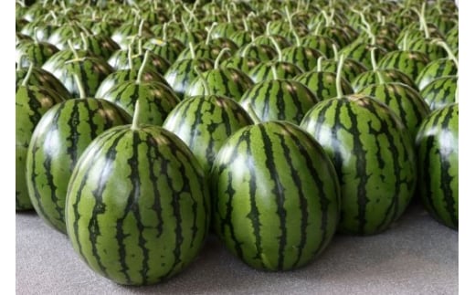 ãïŒåå®æäŸ¿ãã«ãã»ããšãã¹ã€ã«(倧ç) 1ç - ã¹ã€ã« é«ç¥çç£ ã«ãããšã ã®ãã èŽãç© ã®ã ãã«ãŒã倧奜ã è¥¿ç æç© å€ã®æç© é«ç¥ç éŠååž åžžæž© Wyu-0069