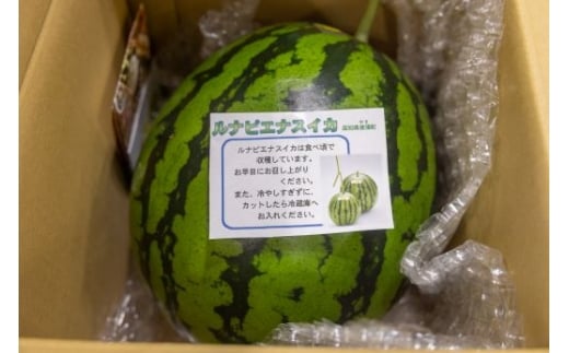 ãïŒåå®æäŸ¿ãã«ãã»ããšãã¹ã€ã«(倧ç) 1ç - ã¹ã€ã« é«ç¥çç£ ã«ãããšã ã®ãã èŽãç© ã®ã ãã«ãŒã倧奜ã è¥¿ç æç© å€ã®æç© é«ç¥ç éŠååž åžžæž© Wyu-0069