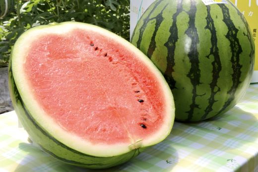 ãïŒåå®æäŸ¿ãã«ãã»ããšãã¹ã€ã«(倧ç) 1ç - ã¹ã€ã« é«ç¥çç£ ã«ãããšã ã®ãã èŽãç© ã®ã ãã«ãŒã倧奜ã è¥¿ç æç© å€ã®æç© é«ç¥ç éŠååž åžžæž© Wyu-0070