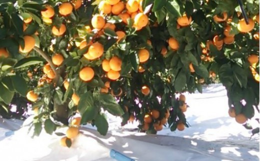 【みかん定期便 3回】土佐乃かなやのみかん5kg(S～Lサイズ)×3回 合計15kg - 定期便 数量 国産 早生みかん 蜜柑 ミカン 柑橘 果物 くだもの フルーツ ご家庭用 ご自宅用 Benifare 高知県 香南市 常温 Wbe-0127