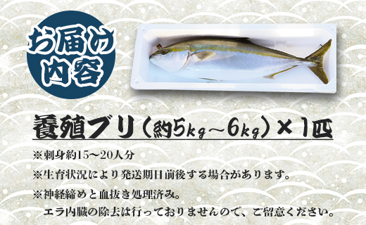 【年末配送可】中山水産 手結沖養殖「勝ブリ」 1匹(5kg～6kg) ny-0003