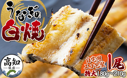 高知県産うなぎの白焼 特大サイズ 1尾(180～210g) - タレ付き 自宅用エコ包装 鰻 国産 吉川水産 高知県 香南市 yw【冷凍】 yw-0042