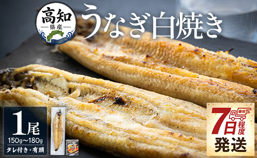 【7日程度で発送】高知県産うなぎの白焼き 150～180ｇ×1尾 - エコ包装 国産 うなぎ 白焼き 鰻 冷凍 高知 yw-0113