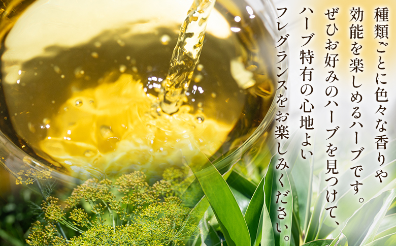 おやすみ月桃・ディルシードブレンドハーブティー 18袋 - お茶 飲み物 ティーバッグ 茶葉 のし ギフト 父の日 母の日 お礼 御礼 GreenBase 高知県 香南市 gr-0144