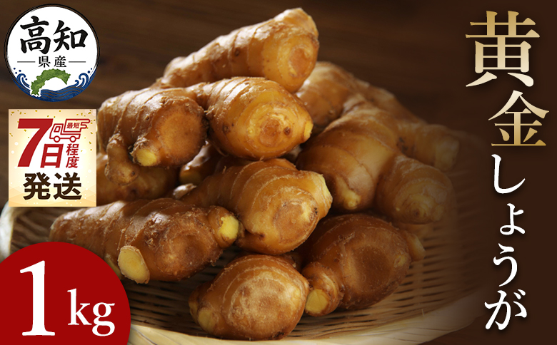 【7日程度で発送】黄金しょうが 約1kg - 送料無料 早い スピード発送 7日程度 早く 届く 生産量日本一 おかず お料理 のし対応不可 料理 飲み物 ジンジャー 生姜 しょうが ショウガ 国産 高知県産 野菜 坂田信夫商店 高知県 香南市 常温 Xnb-0009