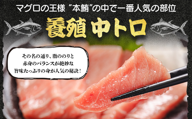本まぐろ 養殖 中トロ 約500g（250g×2冊）- 鮪 まぐろ 寿司 刺身 海鮮 海産物 魚介 海の幸 スピード発送 高知県 香南市 oo-0019