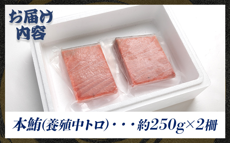 本まぐろ 養殖 中トロ 約500g（250g×2冊）- 鮪 まぐろ 寿司 刺身 海鮮 海産物 魚介 海の幸 スピード発送 高知県 香南市 oo-0019