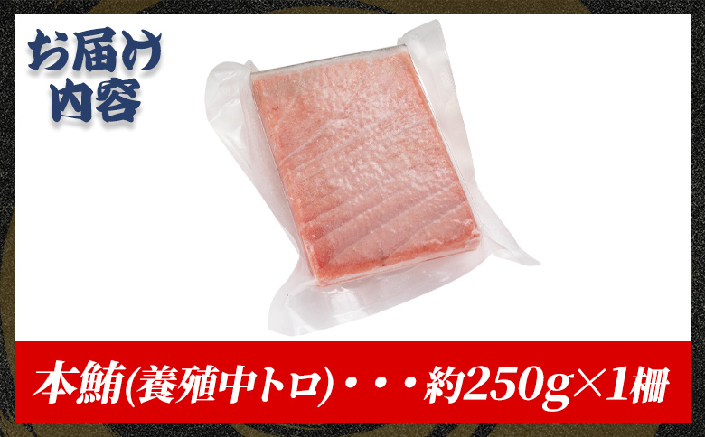 本まぐろ 中トロ 約250g 1冊 養殖 -  鮪 マグロ 中とろ 寿司 刺身 さしみ 海鮮丼 漬け丼 カルパッチョ おつまみ 新鮮 海産物 魚介 海の幸 オオジ 高知県 香南市 冷凍 oo-0026