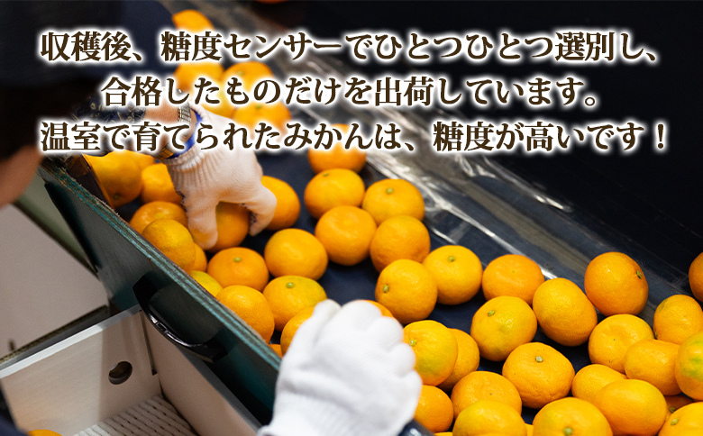 【３回定期便】山北温室みかん1.2kg - 秀品 果物 くだもの フルーツ 柑橘 蜜柑 お歳暮 ギフト 産地直送 送料無料 小玉大玉 国産 品種 年内配送 御礼 お礼 高知県 香南市 Wku-0060