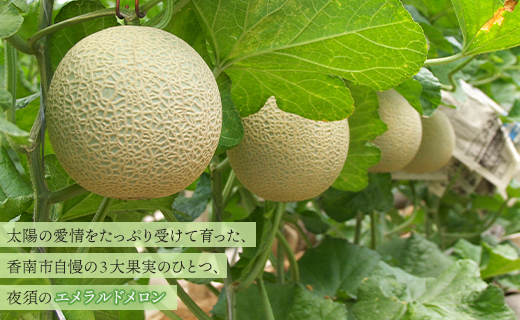 【３回定期便】夜須のエメラルドメロン 1玉 - テレビ朝日「ザワつく!金曜日」で特集 紹介 くだもの フルーツ ギフト マスクメロン 青肉 ギフト 贈答用 ご褒美 高級 お礼 御祝 産地直送 JA 高知県農業協同組合 香南市 常温 Wyu-0030