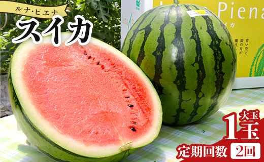 【２回定期便】ルナ・ピエナスイカ(大玉) 1玉 - スイカ 高知県産 ルナピエナ ギフト 贈り物 のし フルーツ大好き 西瓜 果物 夏の果物 高知県 香南市 常温 Wyu-0041