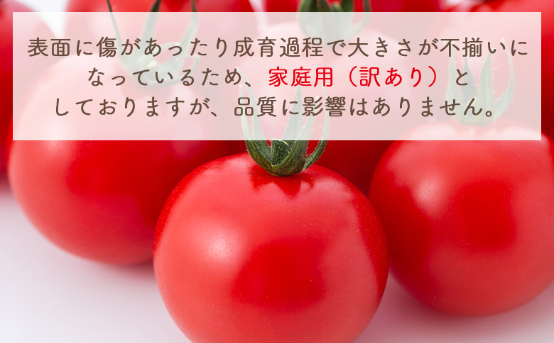 【2027年1月以降発送】フルーツトマト 4kg 家庭用 - 国産 青果 野菜 トマト 訳あり ご家庭用 甘い 酸味 不揃い 傷 やすらぎ市 高知県 香南市 冷蔵 yr-0069