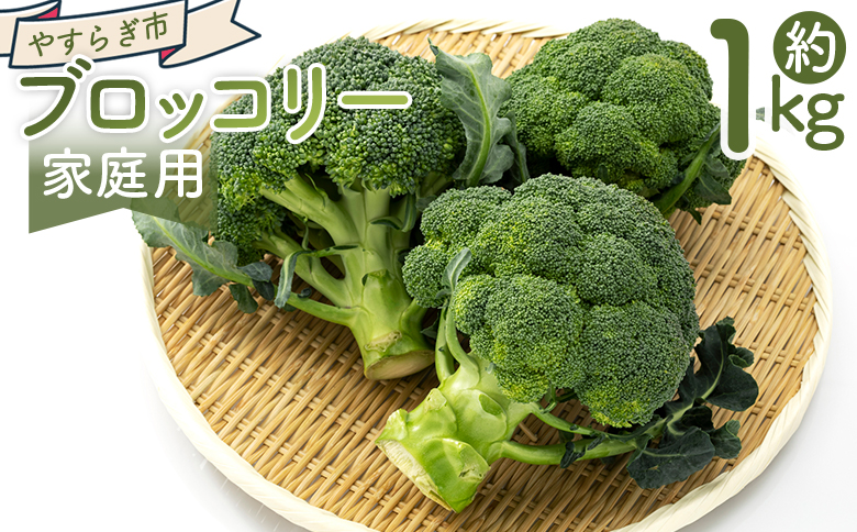 【2025年11月末以降発送】ブロッコリー 1kg 家庭用 - 国産 野菜 緑黄色野菜 青果 サラダ グラタン ご家庭用 不揃い 傷 やすらぎ市 高知県 香南市 冷蔵 yr-0086