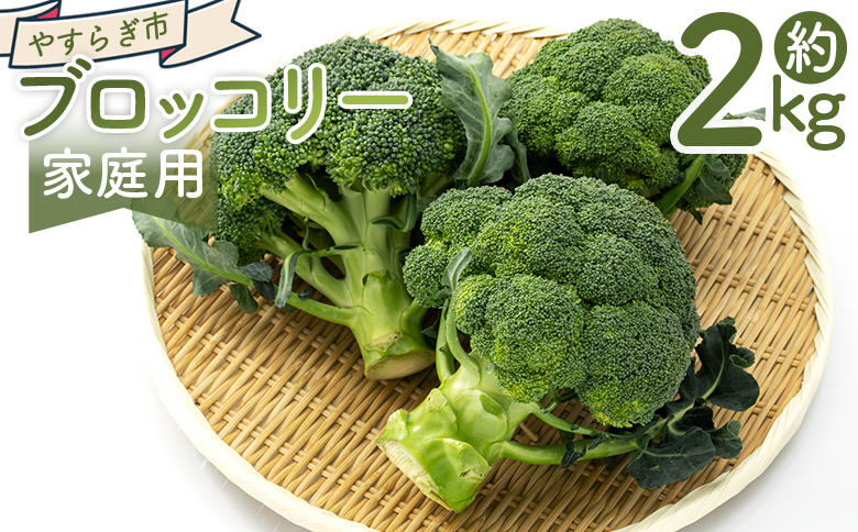 【2025年11月末以降発送】ブロッコリー 2kg 家庭用 - 国産 野菜 緑黄色野菜 青果 サラダ グラタン ご家庭用 不揃い 傷 やすらぎ市 高知県 香南市 冷蔵 yr-0087