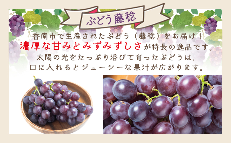 ã¶ã©ã è€çš 2P - åœç£ æç© ãã ãã® éæ ãã«ãŒã è¡è ãã㊠ã°ã¬ãŒã ãžã¥ãŒã·ãŒ ãã¶ãŒã ããããåž é«ç¥ç éŠååž å·èµ yr-0098