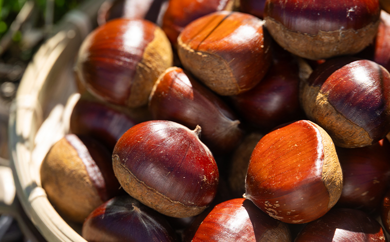 栄養豊富な秋の味覚 クリ（栗） 1袋（1kg） - 国産 果物 青果 フルーツ マロン 生栗 秋の味覚 旬 ゆで栗 焼き栗 甘露煮 栗ご飯 やすらぎ市 高知県 香南市 常温 2026年9月下旬～10月下旬までに発送 yr-0102