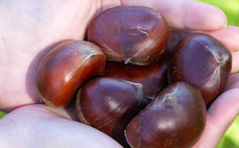 栄養豊富な秋の味覚 クリ（栗） 1袋（1kg） - 国産 果物 青果 フルーツ マロン 生栗 秋の味覚 旬 ゆで栗 焼き栗 甘露煮 栗ご飯 やすらぎ市 高知県 香南市 常温 2026年9月下旬～10月下旬までに発送 yr-0102
