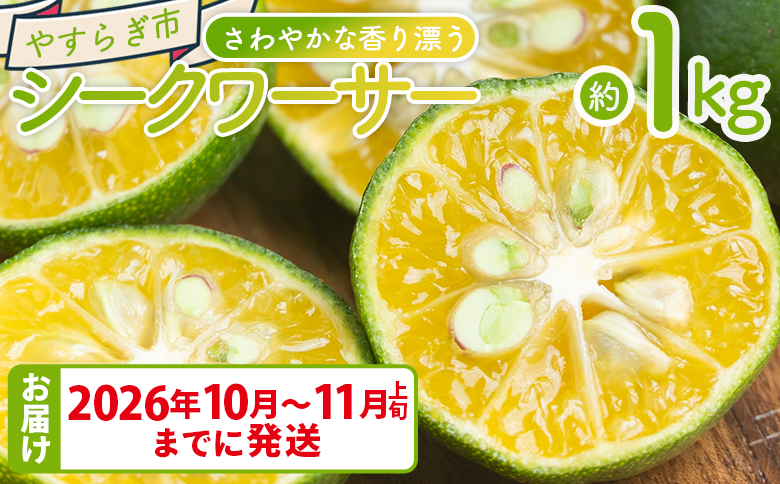 さわやかな香り漂うシークワーサー 1kg - 国産 シークヮーサー 果物 フルーツ 果実 青果 柑橘 ヒラミレモン ジュース 酒 やすらぎ市 高知県 香南市 常温 2026年10月〜11月上旬までに発送 yr-0106