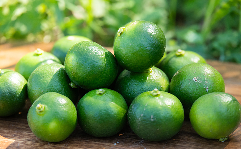 さわやかな香り漂うシークワーサー 1kg - 国産 シークヮーサー 果物 フルーツ 果実 青果 柑橘 ヒラミレモン ジュース 酒 やすらぎ市 高知県 香南市 常温 2026年10月～11月上旬までに発送 yr-0106