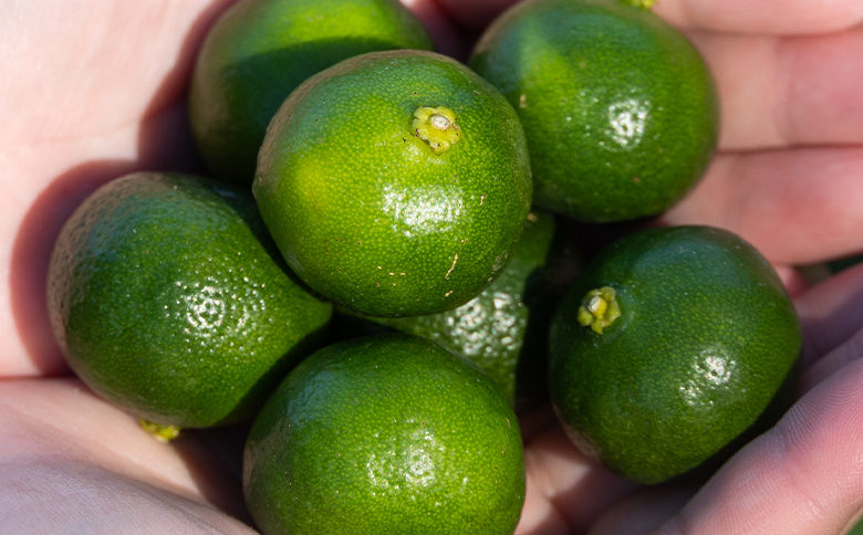 さわやかな香り漂うシークワーサー 1kg - 国産 シークヮーサー 果物 フルーツ 果実 青果 柑橘 ヒラミレモン ジュース 酒 やすらぎ市 高知県 香南市 常温 2026年10月～11月上旬までに発送 yr-0106