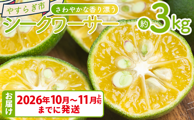 さわやかな香り漂うシークワーサー 3kg - 国産 シークヮーサー 果物 フルーツ 果実 青果 柑橘 ヒラミレモン ジュース 酒 やすらぎ市 高知県 香南市 常温 2026年10月～11月上旬までに発送 yr-0108