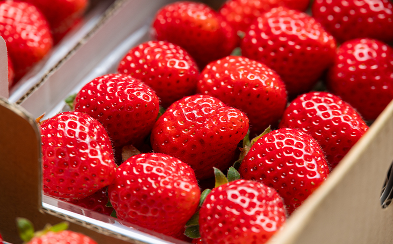 【2027年2月中旬発送開始】マスクメロン イチゴセット - 果物 青果 フルーツ メロン デザート 濃厚 いちご 苺 あまえくぼ さちのか 紅ほっぺ べにほっぺ 訳あり 訳アリ ご家庭用 家庭用 自宅用 不揃い 小傷 やすらぎ市 高知県 香南 冷蔵 yr-0110