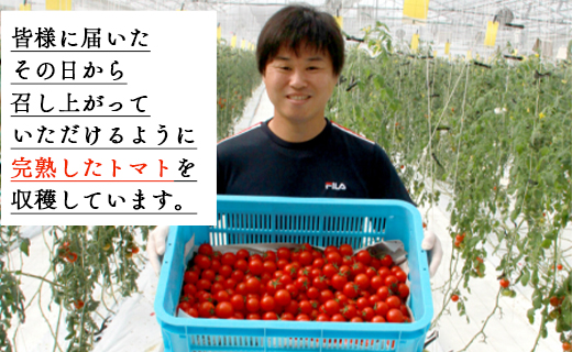 〈数量限定〉高糖度＆高機能性 フルーツトマト150g×12パック - フルーツトマト 甘美の舞 小分け 野菜 フルティカトマト 完熟トマト 糖度8以上 ミニトマト プチトマト おすそ分け kr-0016