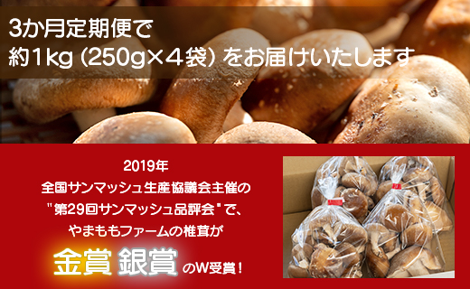 3か月定期便 訳あり 生椎茸 3kg(250ｇ×12袋) - しいたけ きのこ キノコ 野菜 生しいたけ 不揃い 個包装 無農薬 お鍋 国産 やまももファーム Wyo-0016