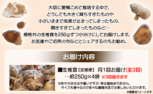 3か月定期便 訳あり 生椎茸 3kg(250ｇ×12袋) - しいたけ きのこ キノコ 野菜 生しいたけ 不揃い 個包装 無農薬 お鍋 国産 やまももファーム Wyo-0016