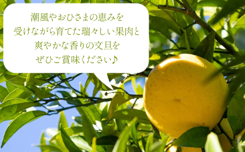 土佐文旦 家庭用 5kg 約11玉 - 果物 フルーツ 柑橘 ぶんたん ブンタン おいしい 訳あり キズ 大小混合 送料無料 特産品 先行予約 期間限定 数量限定 柳本果樹園 高知県 香南市 常温 yg-0009