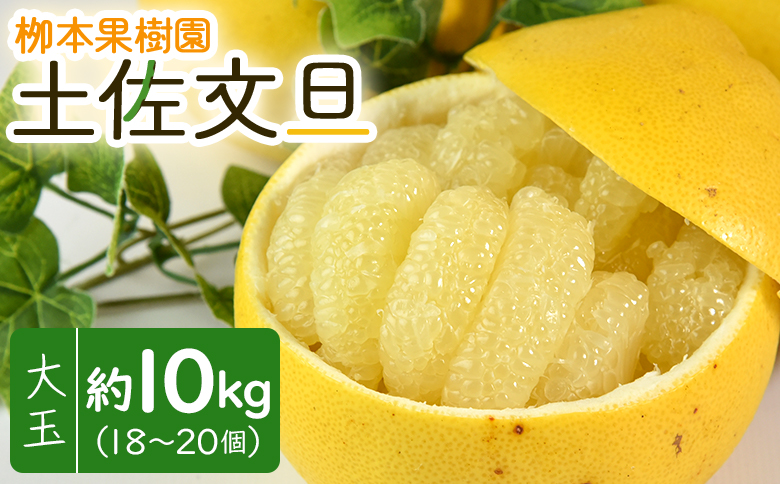 土佐文旦 10kg 大玉18〜20玉 - 果物 フルーツ 柑橘 ぶんたん おいしい 送料無料 特産品 先行予約 期間限定 数量限定 柳本果樹園 高知県 香南市 常温 yg-0008