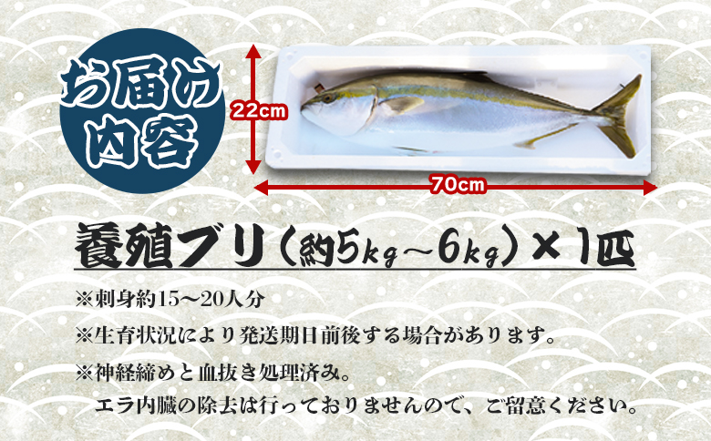 【配送日指定可能】【年末配送可能】ブリ 1匹(5kg～6kg) 「勝ブリ」 年末配送 年内配送 ny-0014