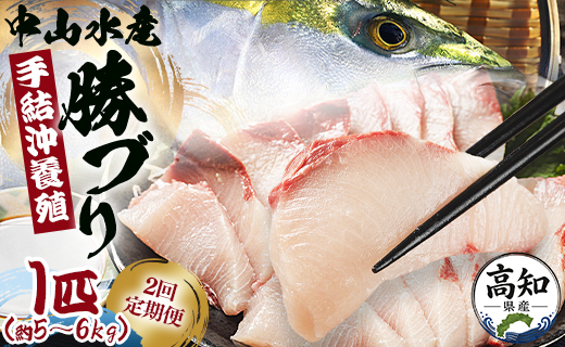 【2回定期便】手結沖養殖「勝ブリ」 1匹(5kg〜6kg) 【先行申込】 - 期間限定 魚 ぶり 鰤 寒ブリ 海鮮 鮮魚 魚介類 海の幸 ギフト お刺身 煮物 焼き魚 おかず 手結沖養殖 産地直送 のし対応可 高知県 香南市 Wny-0015