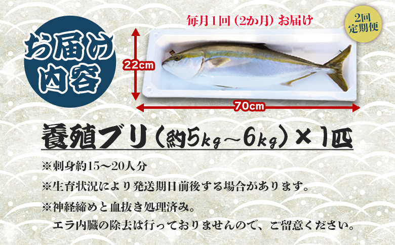 【2回定期便】手結沖養殖「勝ブリ」 1匹(5kg〜6kg) 【先行申込】 - 期間限定 魚 ぶり 鰤 寒ブリ 海鮮 鮮魚 魚介類 海の幸 ギフト お刺身 煮物 焼き魚 おかず 手結沖養殖 産地直送 のし対応可 高知県 香南市 Wny-0015