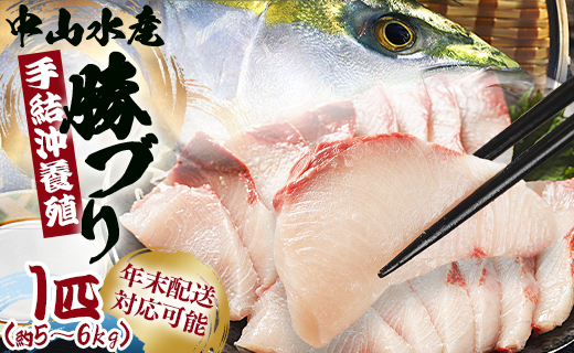 【配送日指定可能】【年末配送可能】ブリ 1匹(5kg～6kg) 「勝ブリ」 年末配送 年内配送 ny-0014