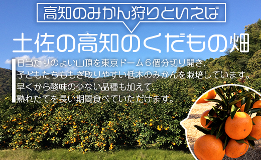 土佐の高知のくだもの畑 みかん(ギフト用)10kg(5kg箱×2) - 温州みかん ミカン 蜜柑 柑橘 柑橘類 フルーツ 果物 くだもの 熨斗 のし対応可 贈り物 贈答用 贈答品 プレゼント ギフト 御礼 お礼 御祝い お祝い 感謝 お礼 高知県 香南市 kd-0016