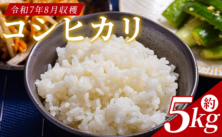 どぶろく工房香南 コシヒカリ 約5kg (令和7年8月収穫) - 国産 高知県産 精米 白米 お米 米 こめ コメ こしひかり ご飯 ごはん おにぎり 食品 どぶろく工房香南 高知県 香南市 常温 db-0043