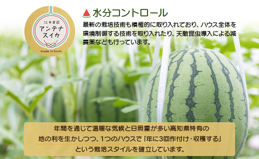 【期間限定】江本農園の4月春アンテナスイカ2玉 - くだもの のし 贈り物 フルーツ 果物大好き すいか 西瓜 em-0023