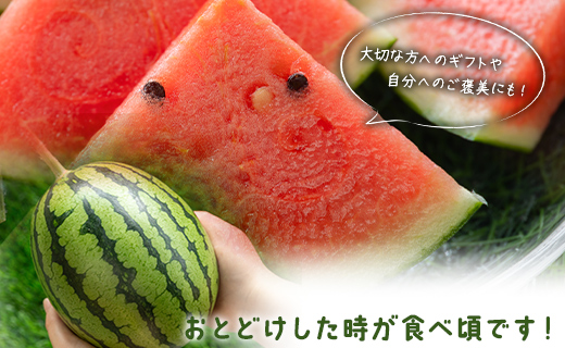 【期間限定】江本農園の4月春アンテナスイカ2玉 - くだもの のし 贈り物 フルーツ 果物大好き すいか 西瓜 em-0023