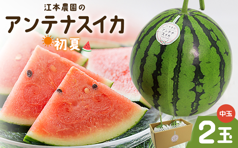 江本農園の初夏のアンテナスイカ2玉 - 数量限定 のし 熨斗 高知県産 果物 くだもの フルーツ すいか 西瓜 スイカ 糖 完熟 甘い 瑞々しい ハウス栽培 ジューシー 果汁 果実 贈り物 贈答 プレゼント ギフト お祝い 常温 em-0034