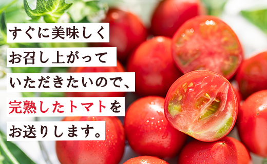 家庭用 野菜ソムリエが育てた フルーツトマト 500g×3袋 合計1.5kg - 野菜 とまと 産地直送 料理 アレンジ サラダ 完熟 甘い あまい フレッシュ さっぱり 酸味 うしの恵 小分け おいしい 国産 高知県 香南市 mj-0014