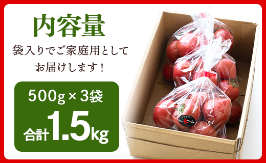 家庭用 野菜ソムリエが育てた フルーツトマト 500g×3袋 合計1.5kg - 野菜 とまと 産地直送 料理 アレンジ サラダ 完熟 甘い あまい フレッシュ さっぱり 酸味 うしの恵 小分け おいしい 国産 高知県 香南市 mj-0014