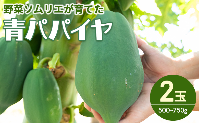 野菜ソムリエが育てた青パパイヤ ２玉 - パパイア やさい 果物 フルーツ 料理 サラダ おでん 炒め物 酵素 高知県 香南市 常温 mj-0017