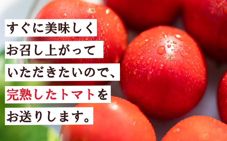 野菜ソムリエが育てた うしの惠フルーツトマト 1kg(500g×2) - 送料無料 期間限定 野菜 とまと 産地直送 料理 アレンジ サラダ 鍋 サンドイッチ 完熟 リコピン 甘い あまい フレッシュ さっぱり 贈答 お礼 御礼 おいしい 国産 高知県 香南市 常温 mj-0025