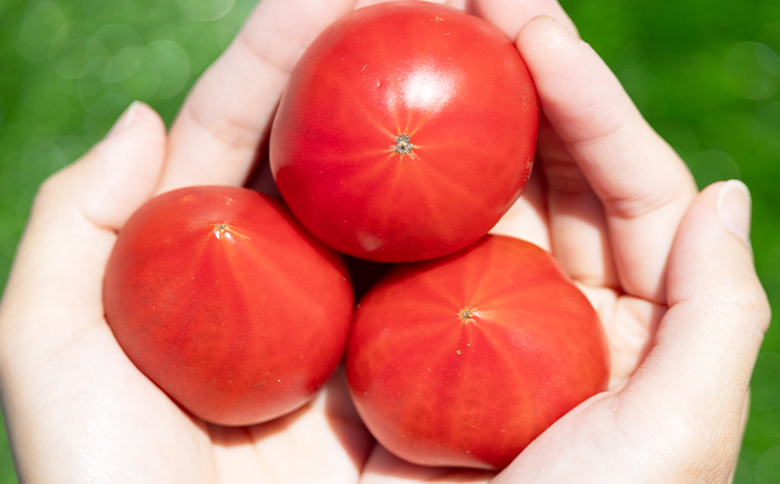 野菜ソムリエが育てた うしの惠フルーツトマト 1kg(500g×2) - 送料無料 期間限定 野菜 とまと 産地直送 料理 アレンジ サラダ 鍋 サンドイッチ 完熟 リコピン 甘い あまい フレッシュ さっぱり 贈答 お礼 御礼 おいしい 国産 高知県 香南市 常温 mj-0025