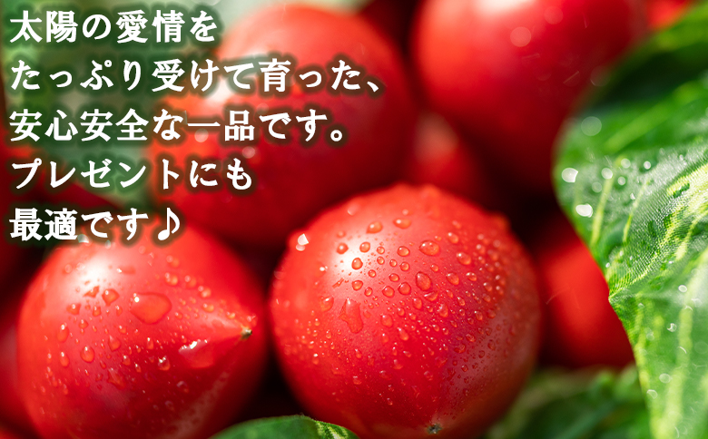 éèãœã ãªãšãè²ãŠã ããã®æ ãã«ãŒãããã500gïŒããããžã¥ãŒã¹4æ¬ - ã»ãã ãã«ãŒã ããã ããããžã¥ãŒã¹ éè éæ é£²æ 飲ã¿ç© éèãžã¥ãŒã¹ ãšãŸãš æééå® ç£å°çŽé ã®ãã èŽãç© å£ç¯å çå¶èŸ²å é«ç¥ç éŠååž åžžæž© mj-0026