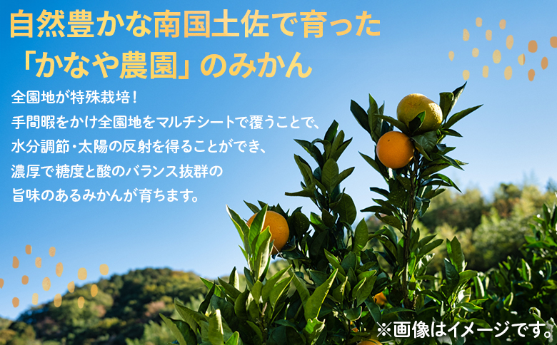 【みかん定期便 3回】土佐乃かなやのみかん5kg(S～Lサイズ)×3回 合計15kg - 定期便 数量 国産 早生みかん 蜜柑 ミカン 柑橘 果物 くだもの フルーツ ご家庭用 ご自宅用 Benifare 高知県 香南市 常温 Wbe-0127