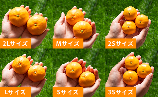 訳あり 山北みかん ご家庭用 約5kg（約40〜60個） 山北みらい - 果物 フルーツ 柑橘類 温州みかん ミカン 蜜柑 訳アリ わけあり 生産者応援 甘い おいしい 高知県 香南市 yk-0058