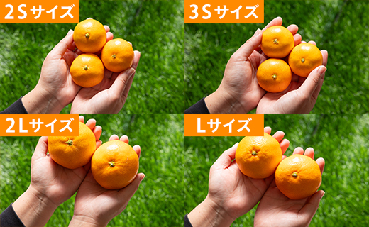 山北みかん 大玉サイズ(L,2Lサイズ) 10kg 約60〜80個入り 甘い - 果物 フルーツ 柑橘類 温州みかん ミカン 蜜柑 甘い おいしい 美味しい 山北みらい 高知県 香南市 yk-0065
