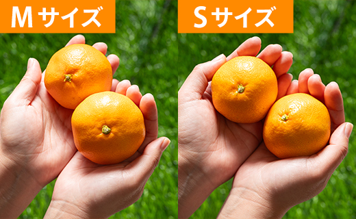 山北みかん (S,Mサイズ) 3kg 秀品 約25〜40個入り 甘い - 果物 フルーツ 柑橘類 温州みかん ミカン 蜜柑 甘い おいしい 美味しい 山北みらい 高知県 香南市 yk-0066